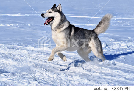 a Siberian husky breed dog runs through the snow a Siberian husky breed dog runs through the snow 38845996