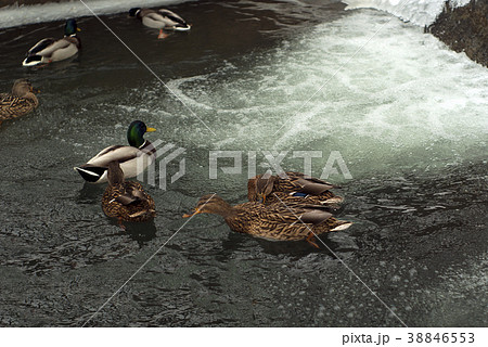 wild ducks in a winter pond wild ducks in a winter pond 38846553