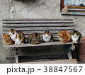 cats sitting on a bench 38847567