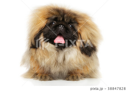 Pekingese dog on white background 38847828
