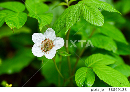 野いちごの花の写真素材