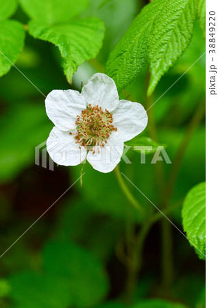 野いちごの花の写真素材 3492