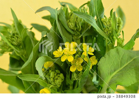 菜の花・春野菜 菜の花・春野菜 38849308