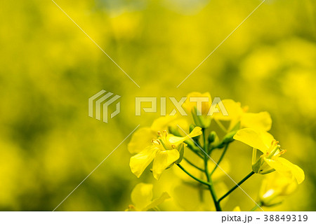 満開の菜の花畑 38849319