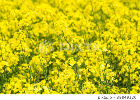 満開の菜の花畑 38849320