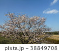 河津サクラ1＠武蔵野の森公園 38849708