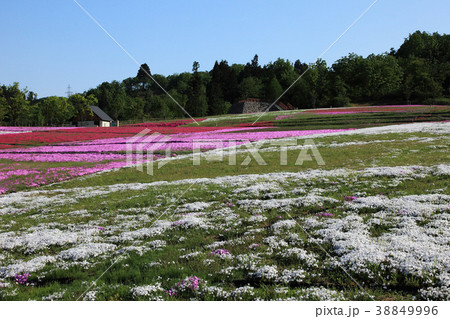 新潟県堀之内の芝桜 38849996