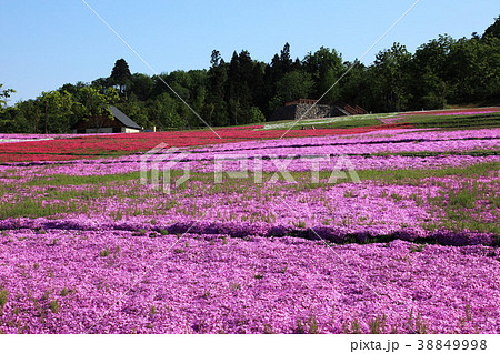 新潟県堀之内の芝桜 新潟県堀之内の芝桜 38849998