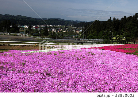 新潟県堀之内の芝桜の写真素材