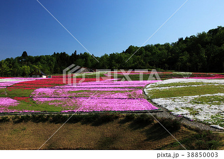 新潟県堀之内の芝桜 38850003