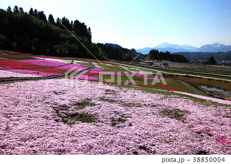 新潟県堀之内の芝桜の写真素材