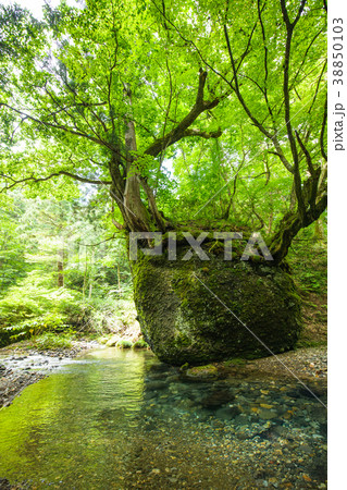 ネコバリ岩 秋田県 ネコバリ岩 秋田県 38850103