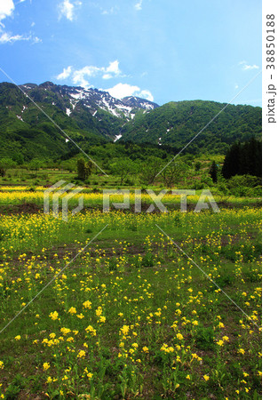 菜の花畑と八海山 38850188