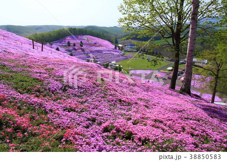 北海道 ひがしもこと芝桜公園 北海道 ひがしもこと芝桜公園 38850583