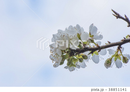 植物 工場 プランツ 38851141