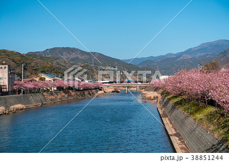 河津桜 河津桜 38851244
