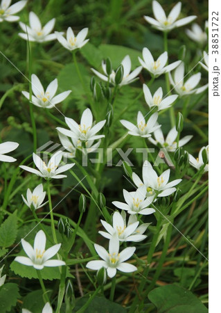 オオアマナ 38851722