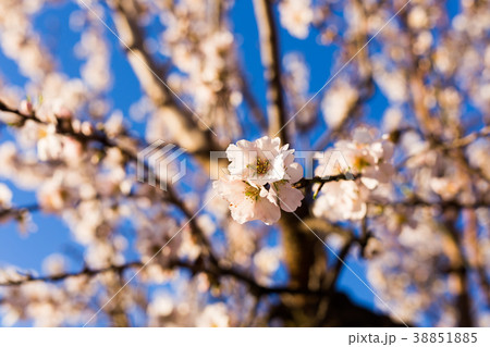 Spring, flowering and nature concept - beautiful Spring, flowering and nature concept - beautiful 38851885