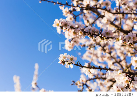 Spring, flowering and nature concept - beautiful Spring, flowering and nature concept - beautiful 38851887