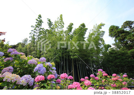 千葉県松戸市本土寺 ほんどじ の紫陽花と竹林の写真素材 3517