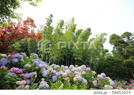 千葉県松戸市本土寺 ほんどじ の紫陽花と竹林の写真素材 3524