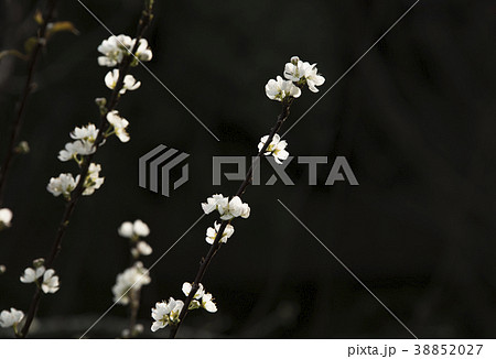 植物 工場 プランツ 38852027