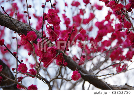 梅_鹿児島紅 38852750