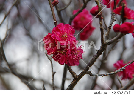 梅の花_鹿児島紅 梅の花_鹿児島紅 38852751