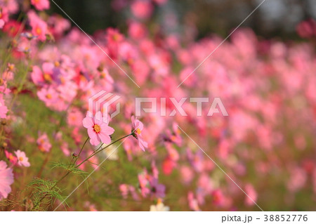 秋の印象 秋の印象 38852776