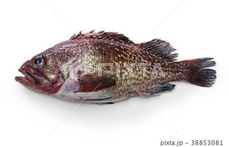 キツネメバル 38853081