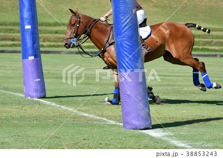 Polo player riding the horse in Goal. Polo player riding the horse in Goal. 38853243