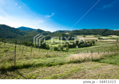 ホップ畑 丘の風景 富良野 ホップ畑 丘の風景 富良野 38853323