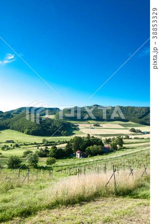ホップ畑 丘の風景 富良野 ホップ畑 丘の風景 富良野 38853329