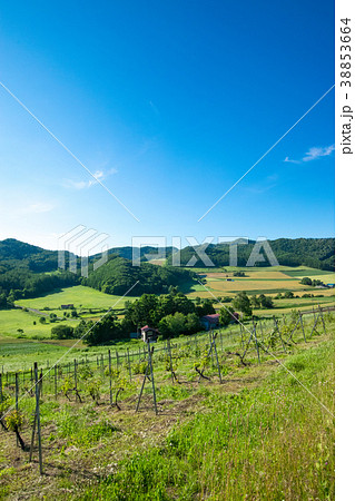 ホップ畑 丘の風景 富良野 ホップ畑 丘の風景 富良野 38853664