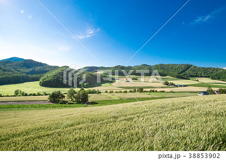 丘の風景 富良野 丘の風景 富良野 38853902