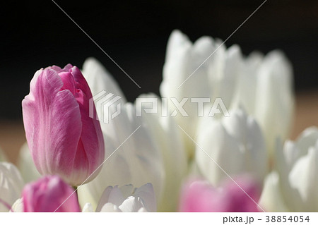 チューリップ チューリップ 38854054