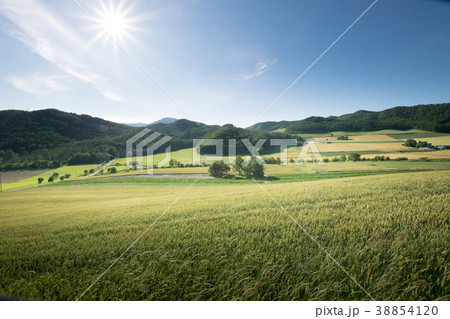 丘の風景　富良野 38854120