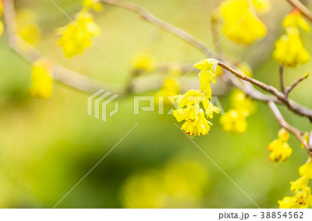 トサミズキの花 38854562
