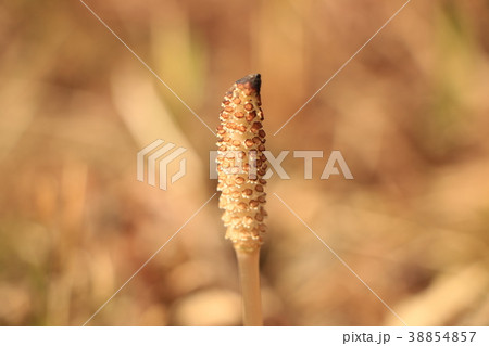 つくし 38854857