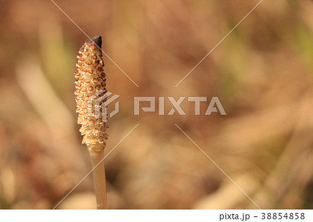 つくし 38854858