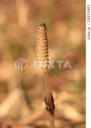 つくし つくし 38854862