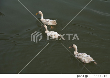 宜蘭 台湾 景色 38854916