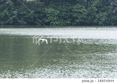 飛ぶ 飛行 宜蘭 38854944