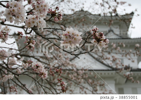 小田原城の桜 38855001