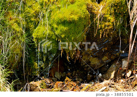 崖に生える苔が太陽の光を受けて黄緑色に輝き、そこから沢山の水滴が滴り落ちている 38855501
