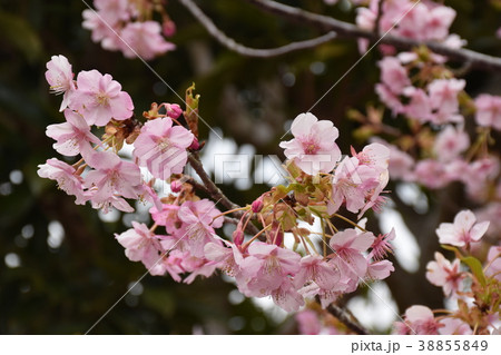 勝浦官軍塚の河津桜 38855849