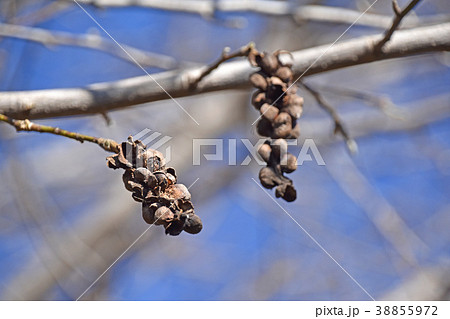コブシの枯れた実殻（1月） 38855972