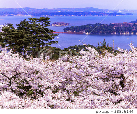 松島、西行戻しの松公園の桜 松島、西行戻しの松公園の桜 38856144