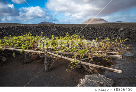 Vineyards in La Geria, Lanzarote, Canary Islands Vineyards in La Geria, Lanzarote, Canary Islands 38856450