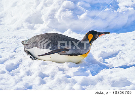 腹ばいのキングペンギン 腹ばいのキングペンギン 38856739